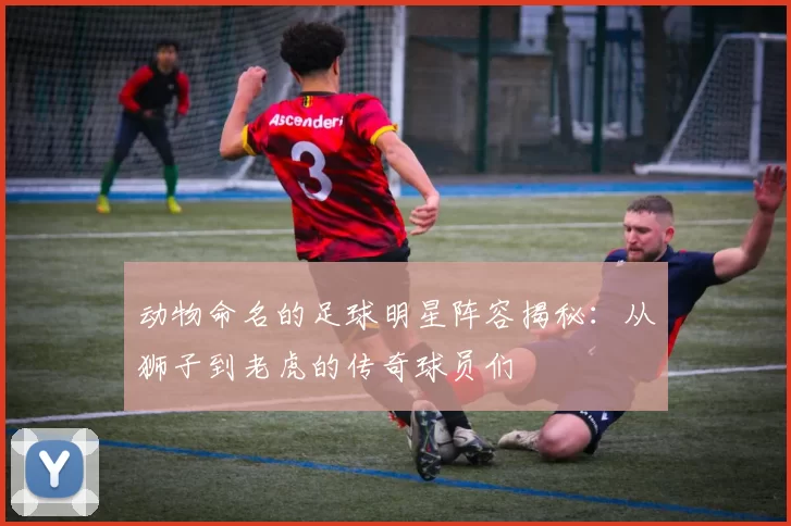 动物命名的足球明星阵容揭秘：从狮子到老虎的传奇球员们
